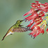 Coronet Hummingbird